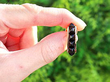 Black Onyx Earrings