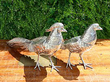 Large Silver Pheasant Sugar Boxes Outside