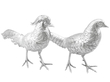 Large Silver Pheasants