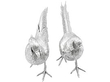 Large Silver Pheasants