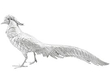 Large Silver Pheasants Antique