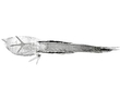 Large Silver Pheasants Underside