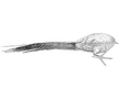 Large Silver Pheasant Sugar Boxes Underside