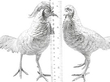 Large Silver Pheasants Size