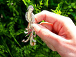 Large Ruby and Diamond Bird Brooch