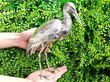 Large Antique Silver Stork Sugar Box Outsdie