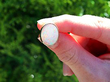 Vintage Opal Stud Earrings in Gold