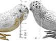 Sterling Silver Bird Pepper Shakers