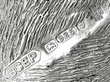 Sterling Silver Squirrel Ornament