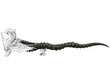 Antelope Horn Table Lighter Dragon