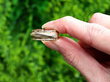 Georgian Gold Ring in Natural Light