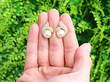 Pearl Cluster Earrings in Gold