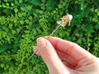 Victorian Stick Pin with Pearl 