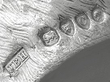 Sterling Silver Cat Condiment Set Hallmarks