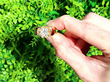 Yellow Gold Diamond Gents Ring