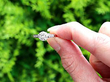 1 Carat Round Brilliant Cut Diamond Ring outside