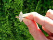 Marquise Shaped Diamond Cluster Ring in Yellow Gold