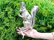 rare silver squirrel box outside 