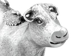 Antique Silver Cow Creamer close up