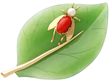 14K Yellow Gold Chrysoprase Leaf Brooch