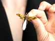 antique Pearl and Enamel Dragonfly Brooch in Gold