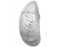 Silver Vesta Case