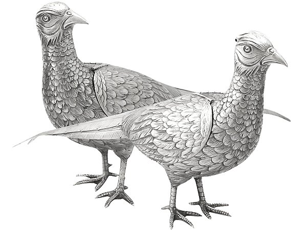Large Silver Pheasants 